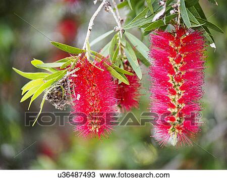 Stock Image - Australia, New South Wales, Red bottlebrushes hanging from twig. Fotosearch