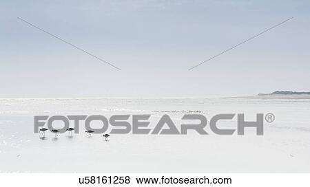 Birds walking on beach View Large Photo Image Stock Photo - Birds walking on beach. Fotosearch