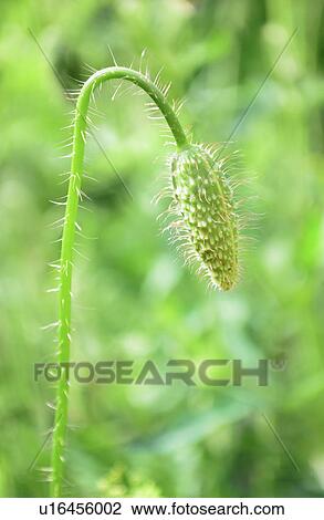 Stock Image - Bud of poppy in meadow. Fotosearch