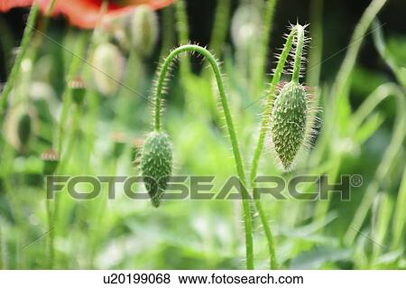 Buds of poppies in meadow View Large Photo Image Stock Photo - Buds of poppies in meadow. Fotosearch