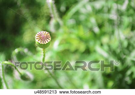 Stock Image - Buds of poppy in meadow. Fotosearch