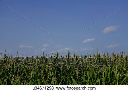 Stock Photo - Corn field against blue sky. Fotosearch