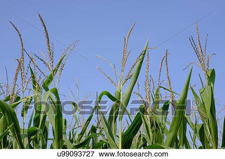 Stock Photo - Corn field against blue sky. Fotosearch