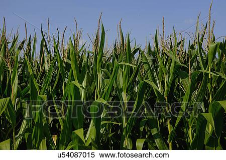 Stock Photography - Corn field against blue sky. Fotosearch
