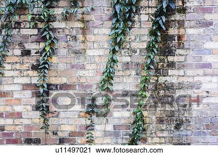 Stock Image - Creeper plant and brick wall. Fotosearch