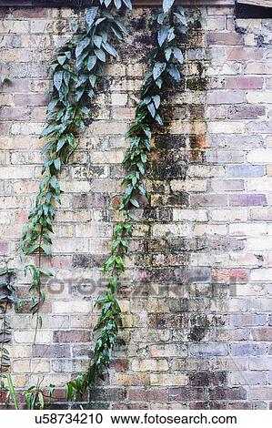 Stock Image - Creeper plant and brick wall. Fotosearch