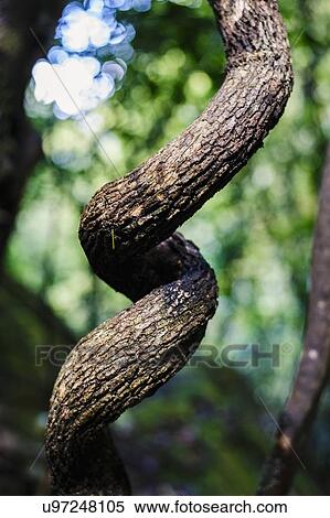 Stock Photography - Curved tree trunk. Fotosearch