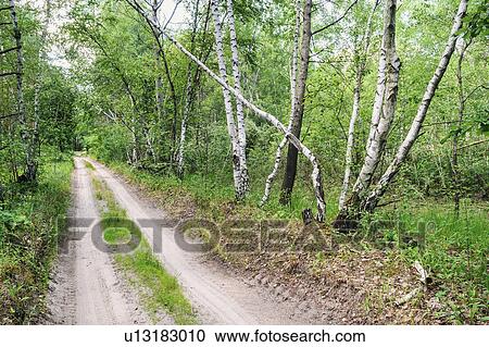 Stock Image - Dirt road across forest. Fotosearch