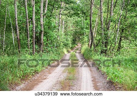 Dirt road across forest View Large Photo Image Stock Photo - Dirt road across forest. Fotosearch