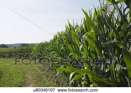 Green corn field View Large Photo Image Stock Photo - Green corn field. Fotosearch