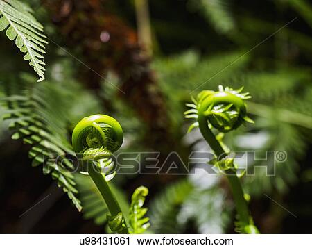 Green fern frond View Large Photo Image Stock Image - Green fern frond. Fotosearch
