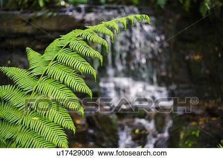 Stock Photo - Green leaves of fern. Fotosearch