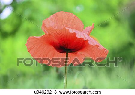 Stock Image - Head of poppy. Fotosearch