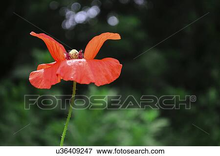 Stock Photo - Head of poppy. Fotosearch