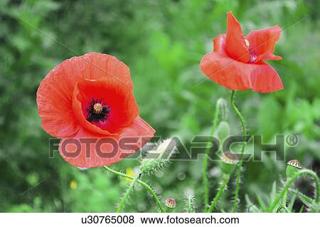 Stock Photo - Heads of poppies. Fotosearch