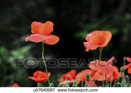 Heads of poppies View Large Photo Image Stock Photo - Heads of poppies. Fotosearch
