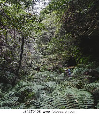 Hikers walking through forest View Large Photo Image Stock Photo - Hikers walking through forest. Fotosearch