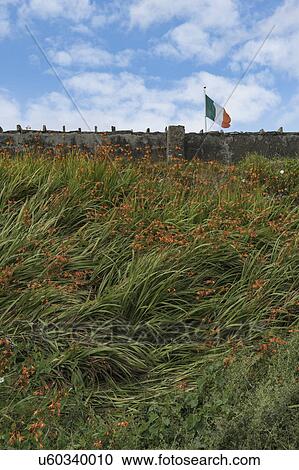 Stock Image - Ireland, Donegal County, Dungloe, Flag of Ireland by stone wall. Fotosearch