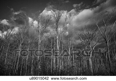 Monochromatic landscape of forest View Large Photo Image Stock Image - Monochromatic landscape of forest. Fotosearch