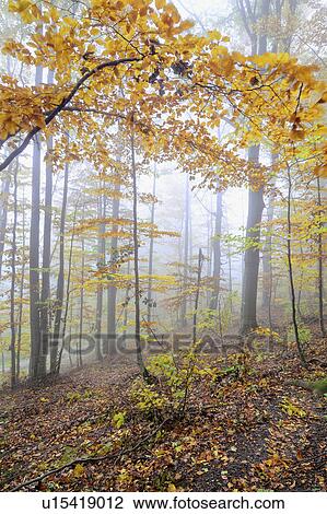 Stock Image - Multicolored trees at autumn forest. Fotosearch
