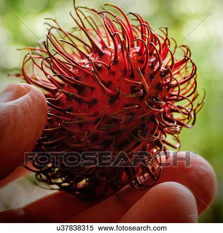 Stock Photography - Person holding lychee in spiked shell. Fotosearch