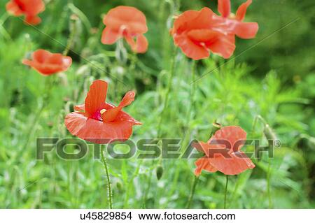 Poppies in meadow View Large Photo Image Picture - Poppies in meadow. Fotosearch