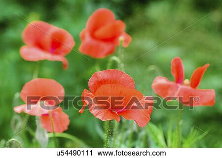 Stock Image - Poppies in meadow. Fotosearch