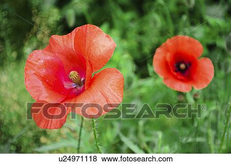 Stock Photo - Poppies in meadow. Fotosearch
