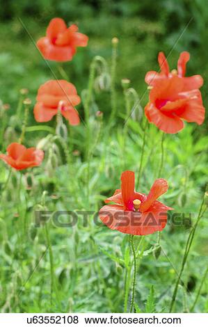 Poppies in meadow View Large Photo Image Stock Photo - Poppies in meadow. Fotosearch