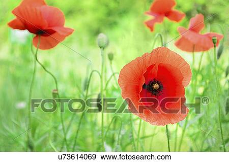 Poppies in meadow View Large Photo Image Stock Photo - Poppies in meadow. Fotosearch