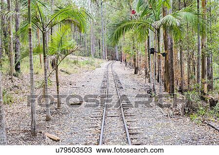 Stock Image - Railroad track in palm forest. Fotosearch