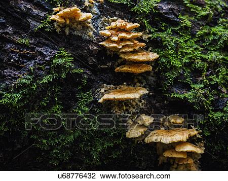 Stock Image - Rocks overgrown by funguses and moss. Fotosearch