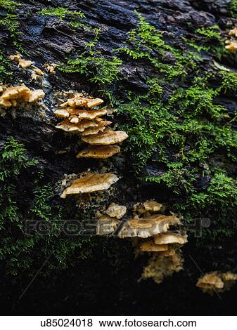 Rocks overgrown by funguses and moss View Large Photo Image Stock Photo - Rocks overgrown by funguses and moss. Fotosearch