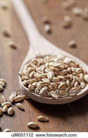 Stock Image - Spoon full of farro. Fotosearch