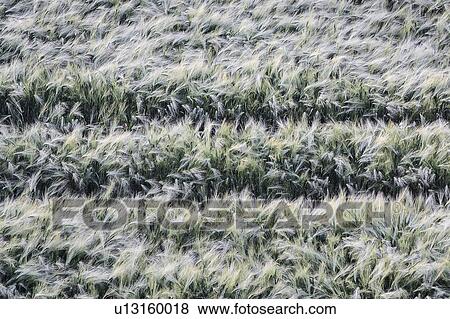 Ukraine, Dnepropetrovsk region, Dnepropetrovsk city, Ears of wheat View Large Photo Image Stock Photo - Ukraine, Dnepropetrovsk region, Dnepropetrovsk city, Ears of wheat. Fotosearch