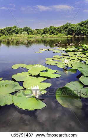 Stock Photo - Ukraine, Dnepropetrovsk region, Novomoskovsk district, Water lilies on waterbay. Fotosearch