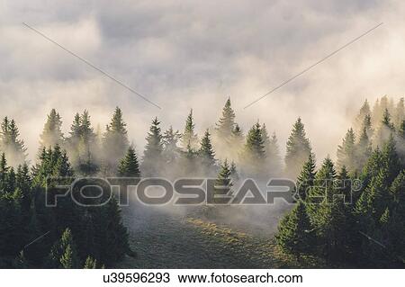 Ukraine, Zakarpattia region, Rakhiv district, Carpathians, Chornohora, Fog over forest on mountain Petros View Large Photo Image Stock Image - Ukraine, Zakarpattia region, Rakhiv district, Carpathians, Chornohora, Fog over forest on mountain Petros. Fotosearch