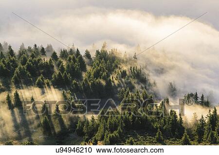 Stock Image - Ukraine, Zakarpattia region, Rakhiv district, Carpathians, Chornohora, Mist over forest. Fotosearch