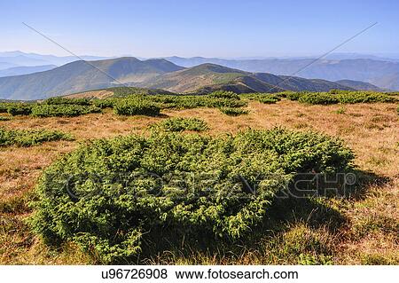 Ukraine, Zakarpattia region, Rakhiv district, Carpathians, Chornohora, mountain Sheshul, Blue sky over mountain range View Large Photo Image Stock Photo - Ukraine, Zakarpattia region, Rakhiv district, Carpathians, Chornohora, mountain Sheshul, Blue sky over mountain range. Fotosearch