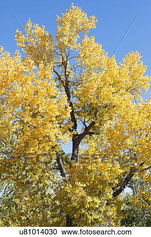 USA, California, Hope Valley, Tree with yellow leaves against blue sky View Large Photo Image Stock Image - USA, California, Hope Valley, Tree with yellow leaves against blue sky. Fotosearch