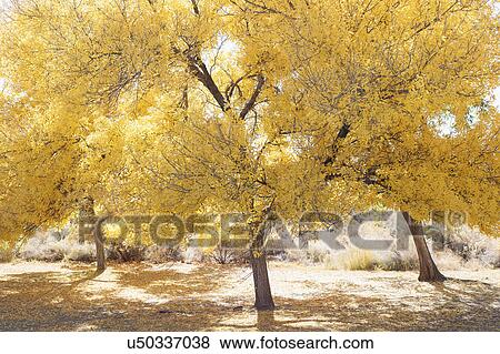 USA, California, Hope Valley, Trees with yellow leaves View Large Photo Image Stock Photo - USA, California, Hope Valley, Trees with yellow leaves. Fotosearch