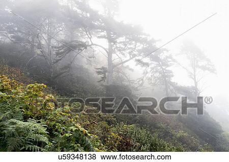 USA, California, Humboldt County, Fog over forest View Large Photo Image Stock Photo - USA, California, Humboldt County, Fog over forest. Fotosearch