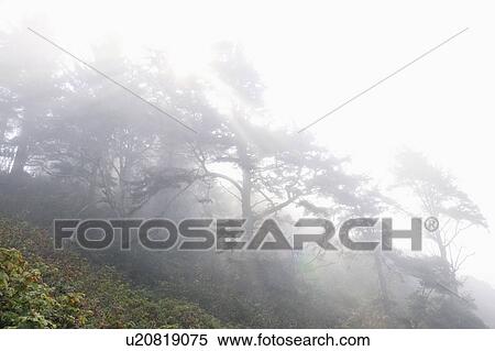 Stock Photography - USA, California, Humboldt County, Fog over forest. Fotosearch