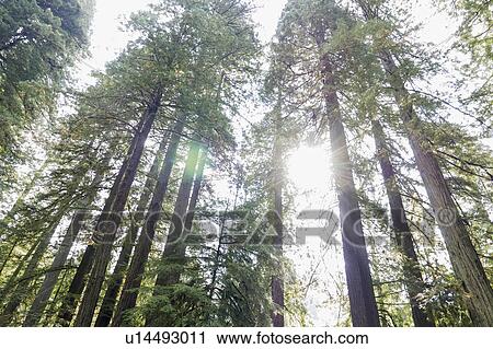 Stock Image - USA, California, Humboldt County, Sun shining over forest. Fotosearch