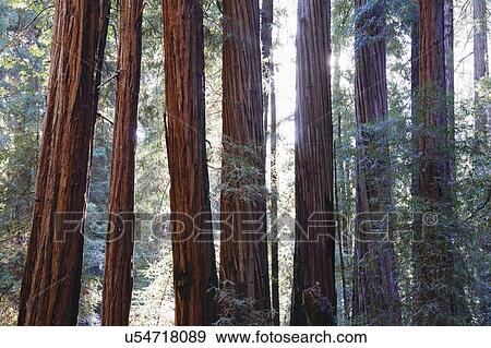 Stock Photo - USA, California, Muir Woods National Park, Tall trees in forest. Fotosearch