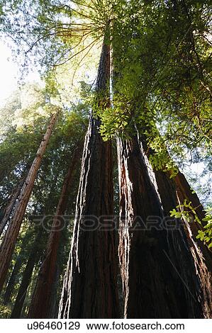 USA, California, Muir Woods National Park, Tall trees in forest View Large Photo Image Stock Photo - USA, California, Muir Woods National Park, Tall trees in forest. Fotosearch