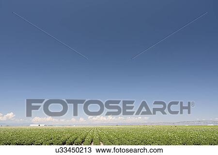 Stock Image - USA, Colorado, San Luis Valley, Blue sky over green field. Fotosearch