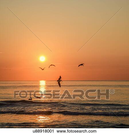 USA, Florida, Ocean waves at sunset and birds flying above View Large Photo Image Stock Image - USA, Florida, Ocean waves at sunset and birds flying above. Fotosearch