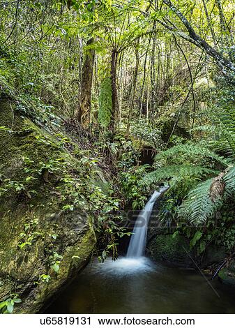 Stock Image - Waterfall in forest. Fotosearch