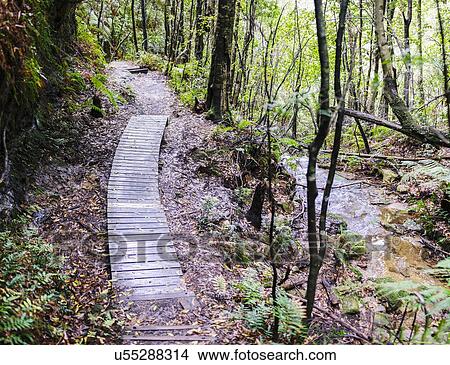 Wooden path across forest View Large Photo Image Picture - Wooden path across forest. Fotosearch